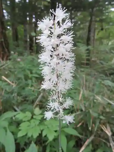 新屋山神社奥宮の自然