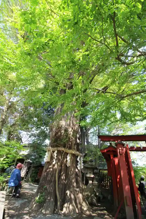 秩父神社の自然