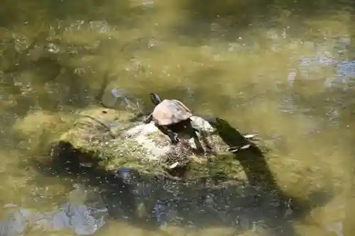 平安神宮の動物