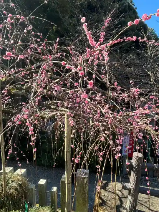 大縣神社の{uncategorized: "未分類", other: "その他", undefined: "問題あり", building: "その他建物", grave: "お墓", sacred_gate: "鳥居", guardian: "狛犬", statue: "像", buddha: "仏像", history: "歴史", nature: "自然", garden: "庭園", animal: "動物", pagoda: "塔", temizu: "手水舎", mountain_gate: "山門・神門", sanctuary: "本殿・本堂", subordinate: "末社・摂社", art: "芸術", scenery: "景色", jizo: "地蔵", ema: "絵馬", goshuin: "御朱印", omikuji: "おみくじ", items: "授与品その他", amulet: "お守り", goshuincho: "御朱印帳", eats: "食事", festival: "お祭り", votive_dance: "神楽", shichigosan: "七五三参", wedding: "結婚式", experience: "体験その他", initially: "初詣", around: "周辺", anti_infection: "感染症対策"}