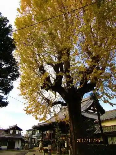 養専寺の自然