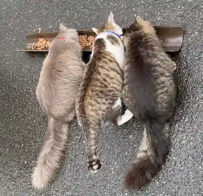 御誕生寺（猫寺）の動物