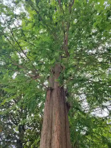 越谷香取神社の自然