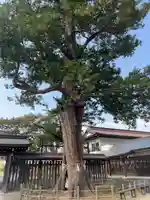 諏訪神社の自然