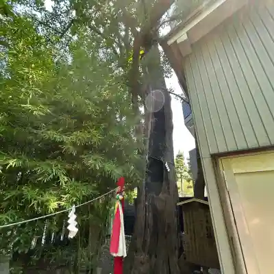 東神奈川熊野神社(神奈川県)