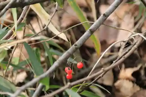 阿久津「田村神社」（郡山市阿久津町）旧社名：伊豆箱根三嶋三社の自然