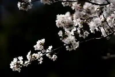 神谷稲荷明神社の自然