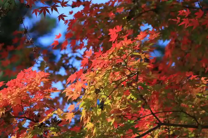 田村神社の自然