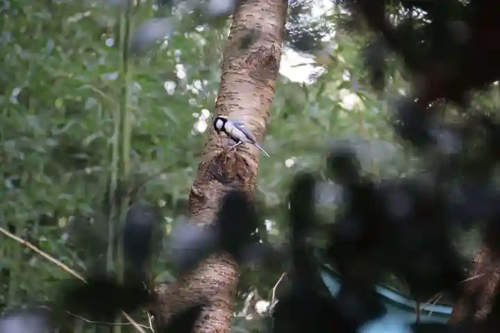 神炊館神社 ⁂奥州須賀川総鎮守⁂の動物
