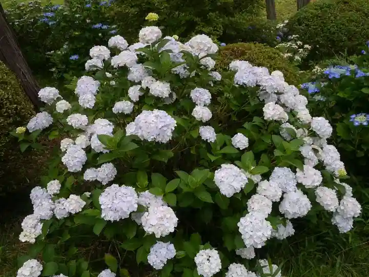 塩船観音寺の自然