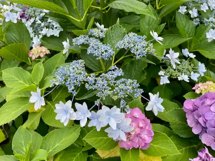 白山神社の自然