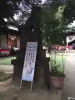 太子堂八幡神社の狛犬