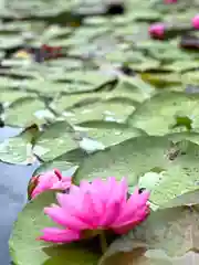 倶梨迦羅神社の自然