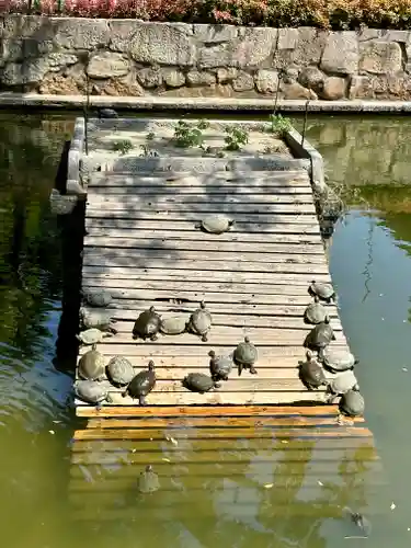 四天王寺の動物