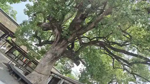 平野神社(京都府)