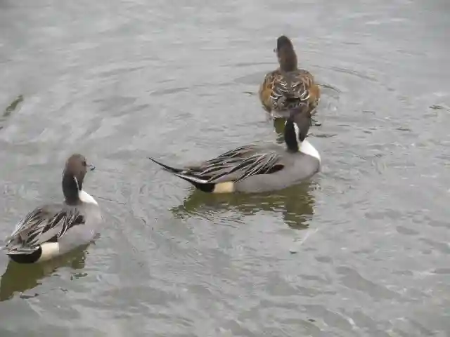 鶴岡八幡宮の動物