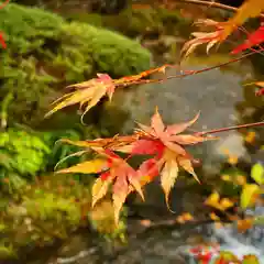 古峯神社の自然