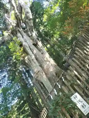 玉置神社の{uncategorized: "未分類", other: "その他", undefined: "問題あり", building: "その他建物", grave: "お墓", sacred_gate: "鳥居", guardian: "狛犬", statue: "像", buddha: "仏像", history: "歴史", nature: "自然", garden: "庭園", animal: "動物", pagoda: "塔", temizu: "手水舎", mountain_gate: "山門・神門", sanctuary: "本殿・本堂", subordinate: "末社・摂社", art: "芸術", scenery: "景色", jizo: "地蔵", ema: "絵馬", goshuin: "御朱印", omikuji: "おみくじ", items: "授与品その他", amulet: "お守り", goshuincho: "御朱印帳", eats: "食事", festival: "お祭り", votive_dance: "神楽", shichigosan: "七五三参", wedding: "結婚式", experience: "体験その他", initially: "初詣", around: "周辺", anti_infection: "感染症対策"}
