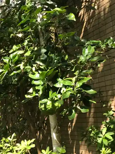 稲毛浅間神社の自然