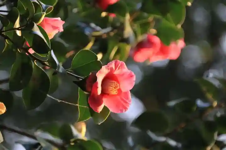 阿久津「田村神社」(郡山市阿久津町)旧社名:伊豆箱根三嶋三社の自然