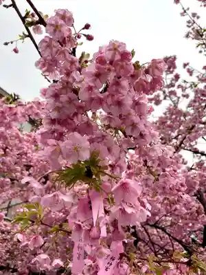 桜神宮(東京都)