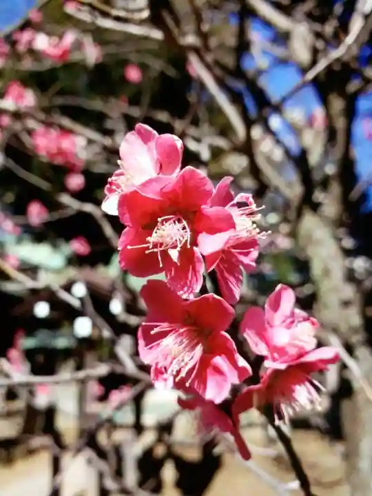 布多天神社(東京都)