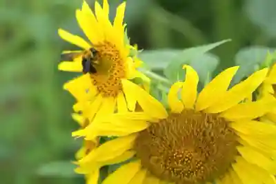 沢山神社（澤山神社)(新潟県)