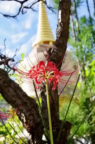 福王山  慈眼寺の自然