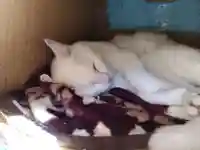 御誕生寺(猫寺)(福井県)