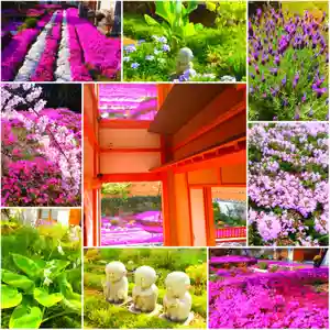 寿量山 速成寺(奈良県)(2022年07月05日(火) 08時00分46秒投稿)