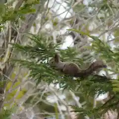 美幌神社の動物