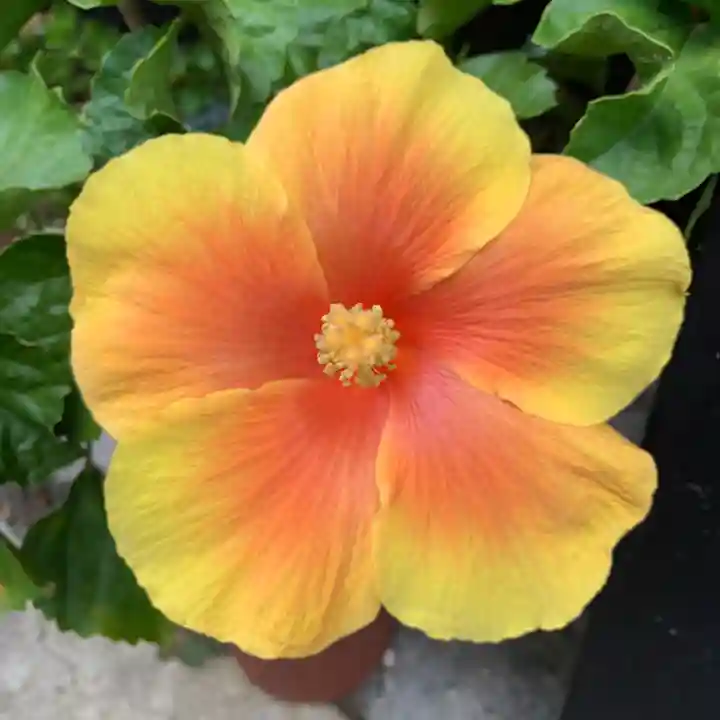 豊景神社の自然