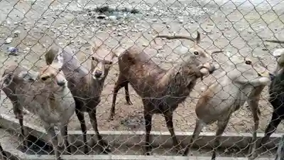 三嶋大社(静岡県)