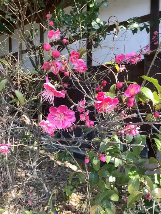 清洲山王宮 日吉神社の自然