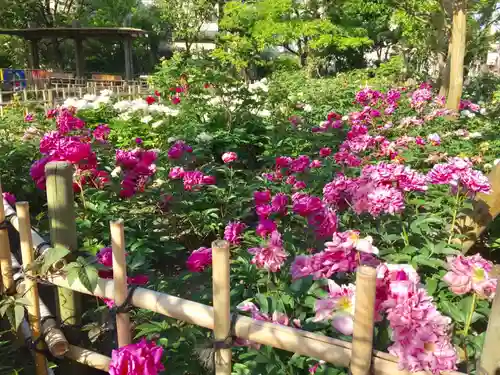谷河内日枝神社の庭園