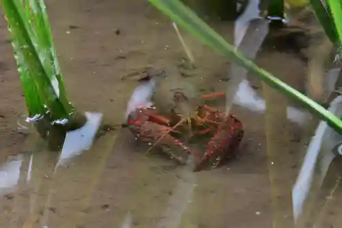 鹿島神宮の動物