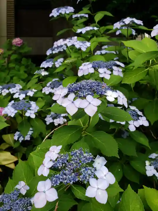 鳩森八幡神社(東京都)
