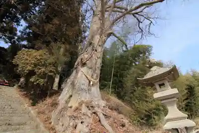 諏訪神社の自然