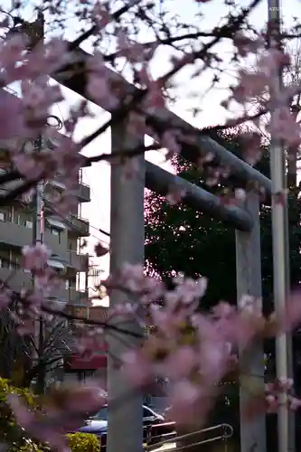 桜神宮の鳥居