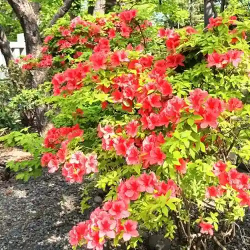 彌彦神社　(伊夜日子神社)の自然