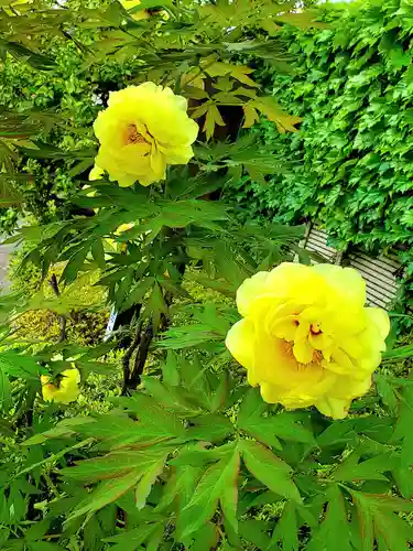 神炊館神社 ⁂奥州須賀川総鎮守⁂の自然