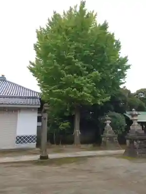 綾瀬稲荷神社の自然