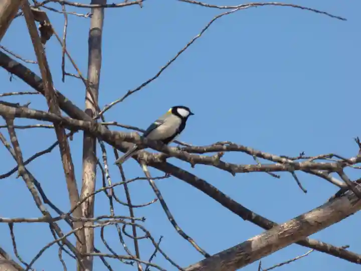 留辺蘂神社の動物