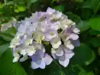 三室戸寺の自然