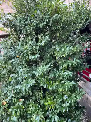 桜神宮(東京都)