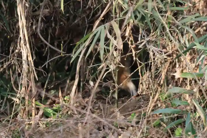 鹿島大神宮の動物