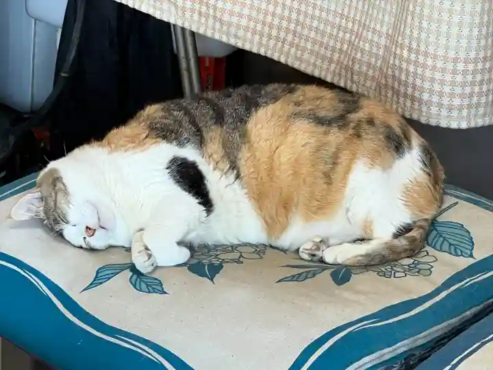 賀茂別雷神社(栃木県)