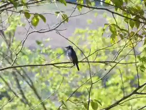 留辺蘂神社の動物(2024年05月14日(火) 15時10分57秒投稿)