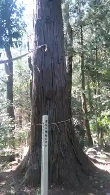 若宮八幡社の自然