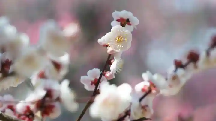 道明寺天満宮(大阪府)